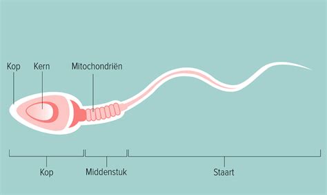 levensduur sperma|Sperma: alles wat je wil weten over de mannelijke zaadcel